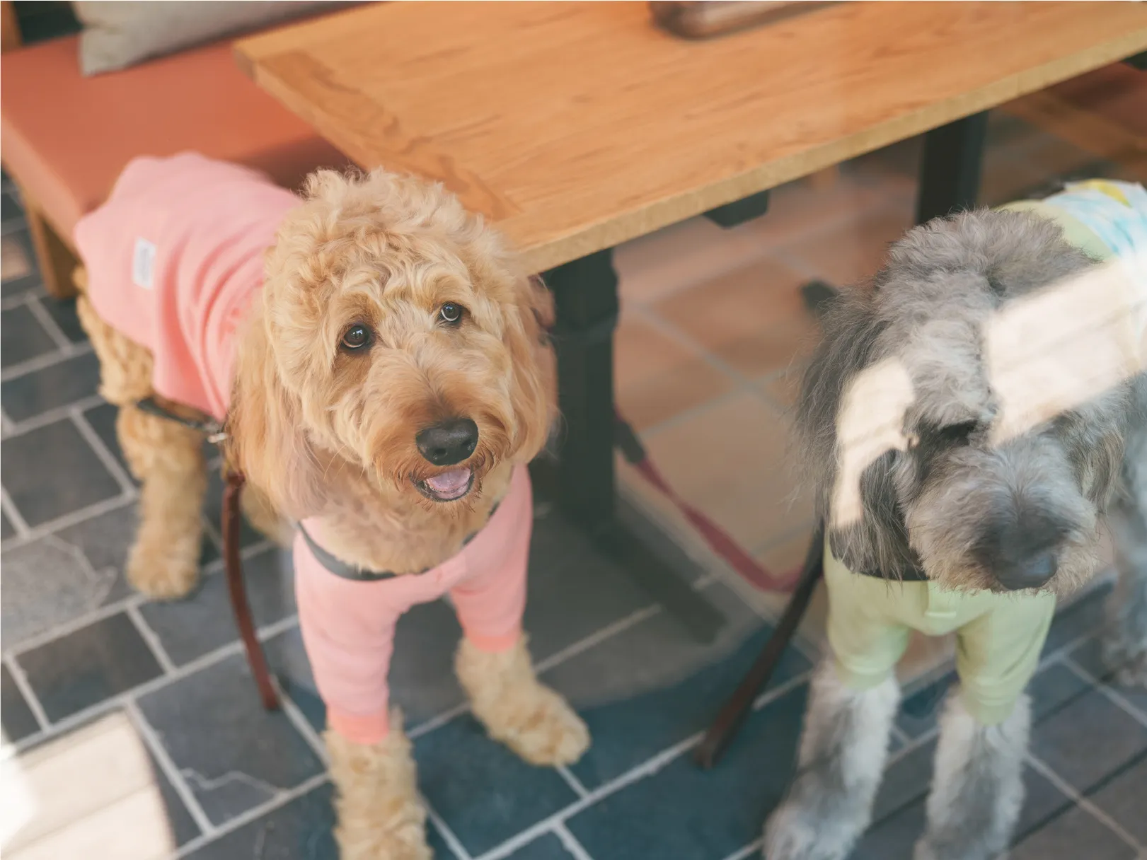 DOG MENU